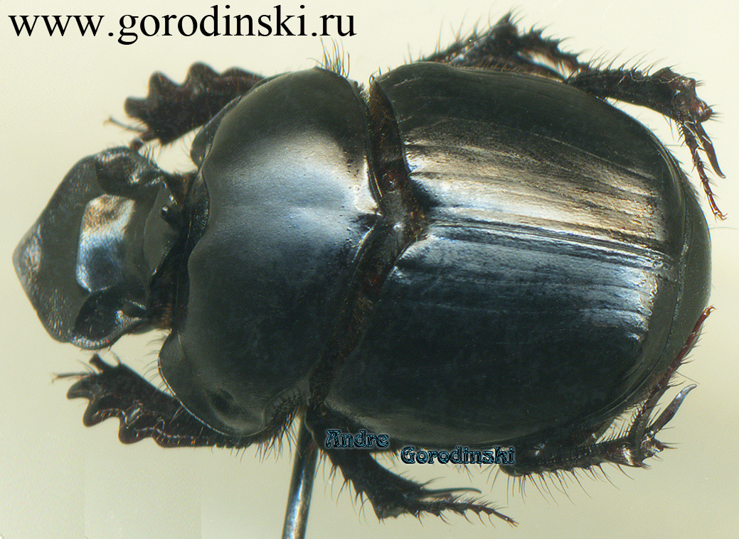 http://www.gorodinski.ru/copr/Onthophagus wallacei.jpg